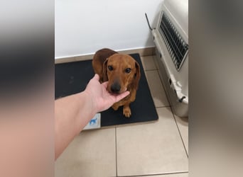 Mogyi, geboren 01.01.2022, 26cm sucht sein Glück