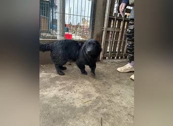 Blacky, geboren 01.04.2025, 40cm sucht geduldiges Zuhause