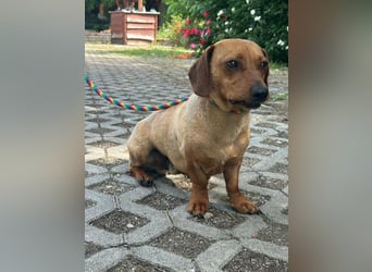 Pepe, 1 Jahr, 27cm sucht sein Glück