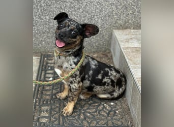 Harley, geboren 01.08.2025, 28cm sucht ihr Herz-Zuhause