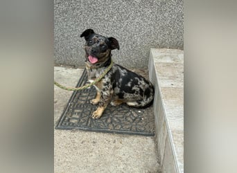 Harley, geboren 01.08.2025, 28cm sucht ihr Herz-Zuhause