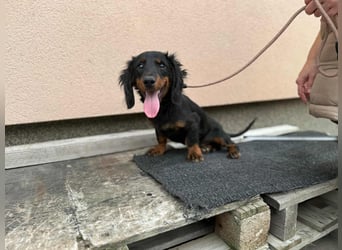 Borso, geboren 16.04.2025, 26cm sucht seine Menschen