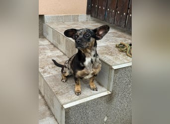 Harley, geboren 01.08.2025, 28cm sucht ihr Herz-Zuhause