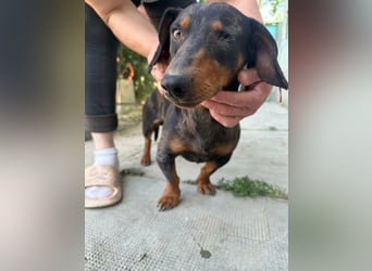 Klaus, geboren 14.02.2025, 30cm sucht sicheres Zuhause
