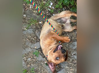 Pepe, 1 Jahr, 27cm sucht sein Glück