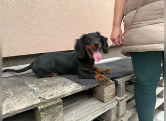 Borso, geboren 16.04.2025, 26cm sucht seine Menschen