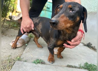 Klaus, geboren 14.02.2025, 30cm sucht sicheres Zuhause