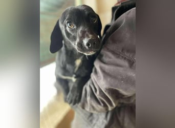 Brooklyn, geboren 01.11.2021, 32cm sucht sein Zuhause