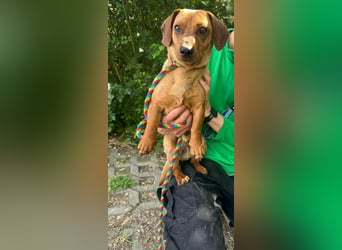 Pepe, 1 Jahr, 27cm sucht sein Glück
