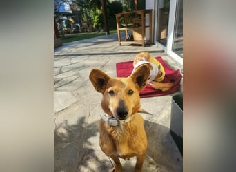 Rex, geboren 17.03.2020, 32cm sucht sein Menschen