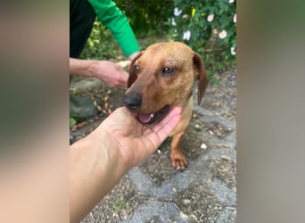 Pepe, 1 Jahr, 27cm sucht sein Glück