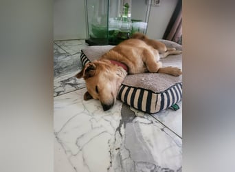 Rex, geboren 17.03.2020, 32cm sucht sein Menschen