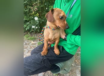 Pepe, 1 Jahr, 27cm sucht sein Glück