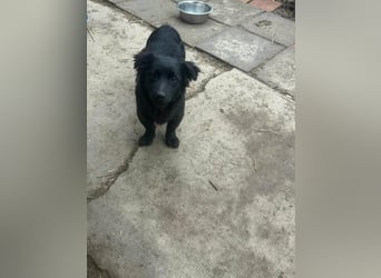 Blacky, geboren 01.04.2025, 40cm sucht geduldiges Zuhause