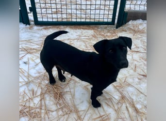 Penny, geboren 17.01.2023, 31cm sucht warmes Zuhause