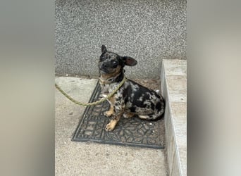 Harley, geboren 01.08.2025, 28cm sucht ihr Herz-Zuhause