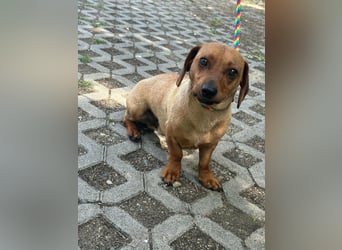 Pepe, 1 Jahr, 27cm sucht sein Glück