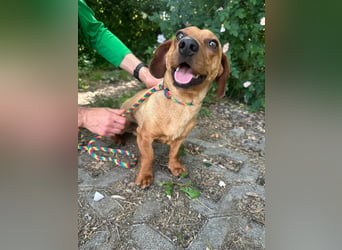 Pepe, 1 Jahr, 27cm sucht sein Glück
