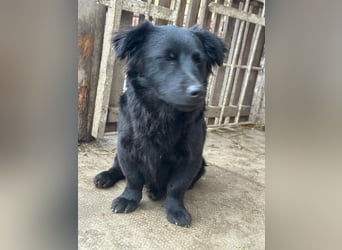 Blacky, geboren 01.04.2025, 40cm sucht geduldiges Zuhause