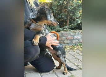 Benji, geboren 10.06.2025, 28cm sucht sein Plätzchen