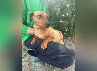 Pepe, 1 Jahr, 27cm sucht sein Glück