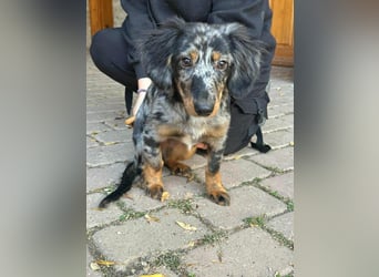 Benji, geboren 10.06.2025, 28cm sucht sein Plätzchen