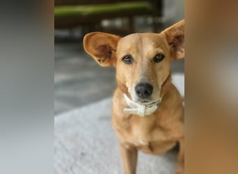 Rex, geboren 17.03.2020, 32cm sucht sein Menschen