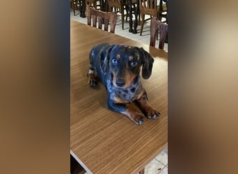 Lord, geboren 15.05.2025, 27cm sucht sein Glück