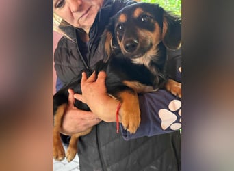 Zsanna, 8 Monate, 26cm sucht ihre Menschen