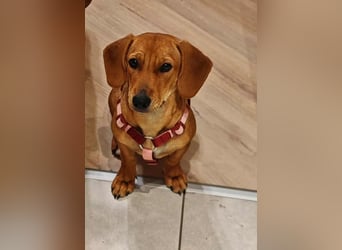 Honey, geboren 01.01.2025, 32cm sucht neues Zuhause (Pflegestelle Deutschland)