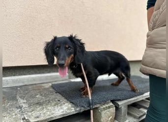 Borso, geboren 16.04.2025, 26cm sucht seine Menschen