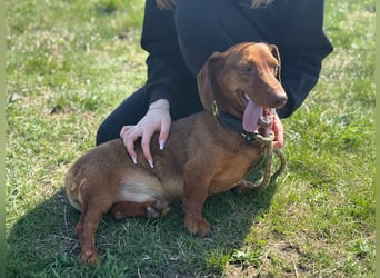 Pavarotti, geboren 01.03.2024, 28cm sucht seine Menschen