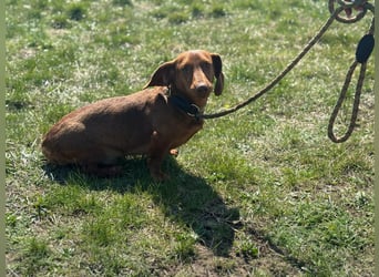 Pavarotti, geboren 01.03.2024, 28cm sucht seine Menschen