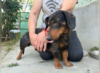 Klaus, geboren 14.02.2025, 30cm sucht sicheres Zuhause