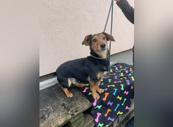 Muki, geboren 2023, 34cm sucht sein Zuhause