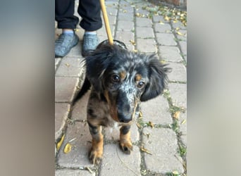 Benji, geboren 10.06.2025, 28cm sucht sein Plätzchen