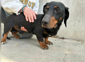 Bobi, geboren 10.07.2014, 30cm sucht seinen Platz