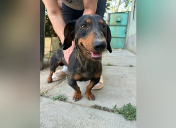 Klaus, geboren 14.02.2025, 30cm sucht sicheres Zuhause