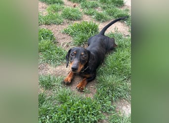 Vanilla, geboren 10.02.2023, 27cm sucht ihr Zuhause