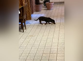 Lord, geboren 15.05.2025, 27cm sucht sein Glück