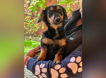 Zsanna, 8 Monate, 26cm sucht ihre Menschen