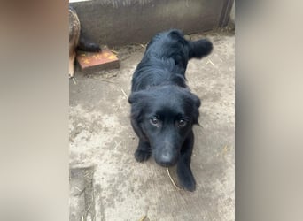 Blacky, geboren 01.04.2025, 40cm sucht geduldiges Zuhause