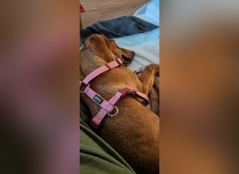 Honey, geboren 01.01.2025, 32cm sucht neues Zuhause (Pflegestelle Deutschland)