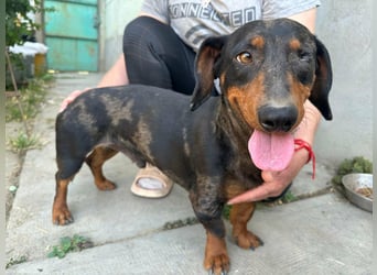 Klaus, geboren 14.02.2025, 30cm sucht sicheres Zuhause