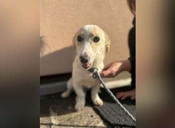 Bora, geboren 01.01.2023, 32cm sucht ihr Zuhause