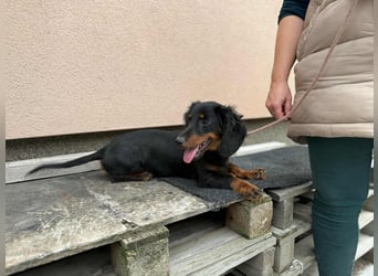 Borso, geboren 16.04.2025, 26cm sucht seine Menschen