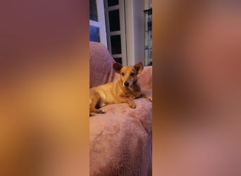 Rex, geboren 17.03.2020, 32cm sucht sein Menschen