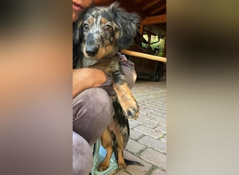 Benji, geboren 10.06.2025, 28cm sucht sein Plätzchen