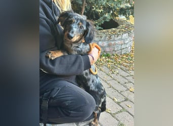 Benji, geboren 10.06.2025, 28cm sucht sein Plätzchen