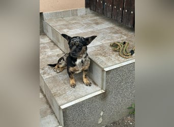 Harley, geboren 01.08.2025, 28cm sucht ihr Herz-Zuhause